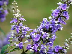 Витекс священный vitex agnus-castus