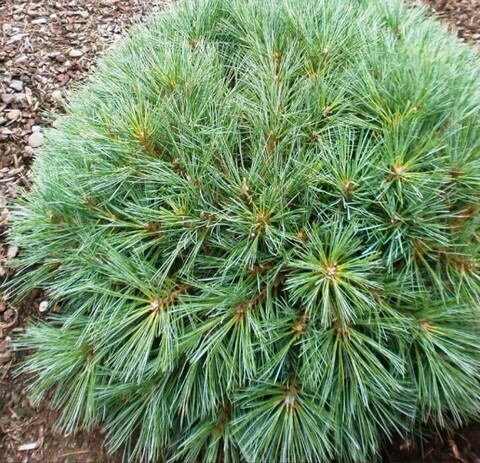 Сосна веймутова Блю Шаг