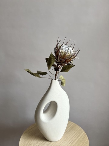 Протея Цинароидес