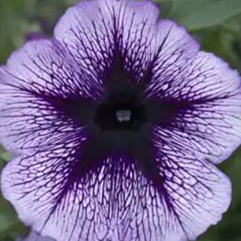 32425 ПЕТУНИЯ PETUNIA TITAN GIANT PURPLE STAR