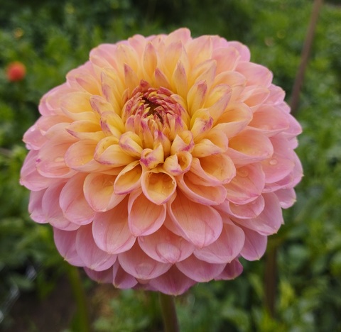 Георгин Модриан (Mondriaan)