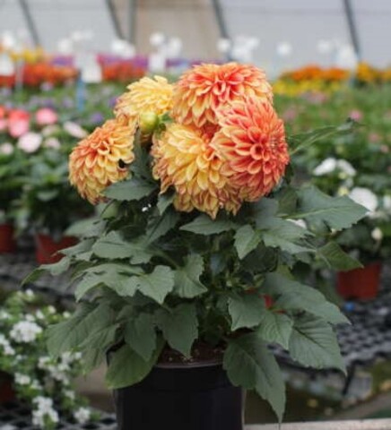 17196 Георгин DARLIN’ Lemon Flare (Весна 2026)