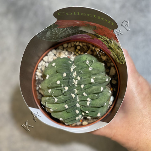 Эхинопсис Субденудата Кристата d10