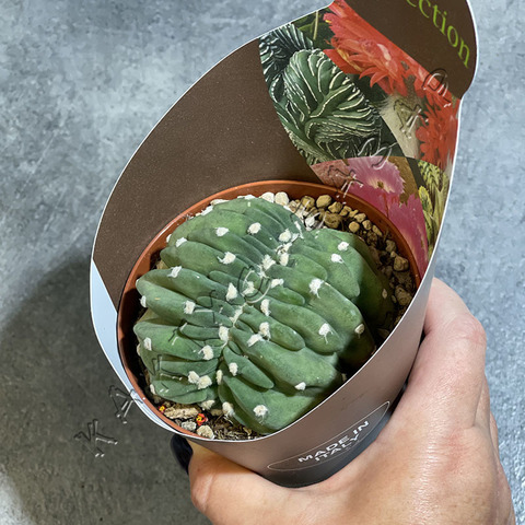 Эхинопсис Субденудата Кристата d10