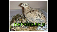 Комбикорм для взрослых перепелов ДК-52 от 49 дней и старше 5кг Смоленский КХП