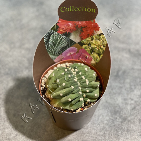 Эхинопсис Субденудата Кристата d10