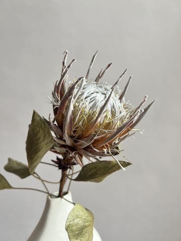 Протея Цинароидес