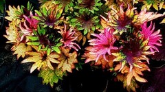 Tkhevi blonde колеус КСР