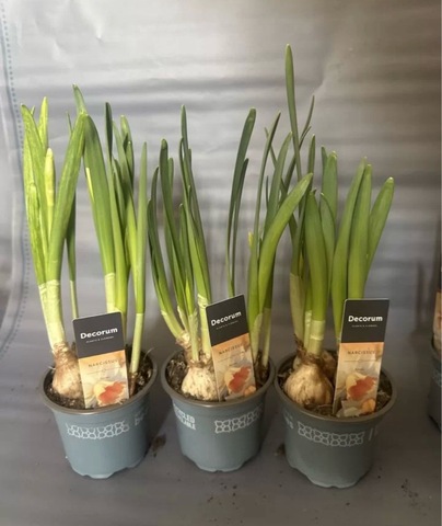 Нарциссы « Ивона»