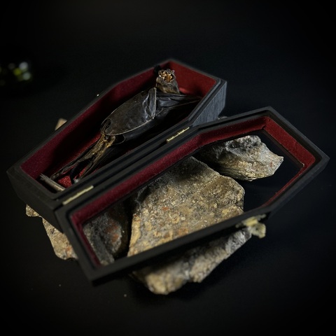 Летучая мышь в гробу