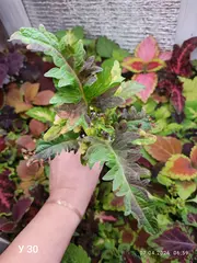 У 30 У 34 колеус