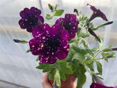 Петуния Splash Dance Magenta mambo