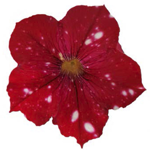 32339 ПЕТУНИЯ STARTUNIA RED