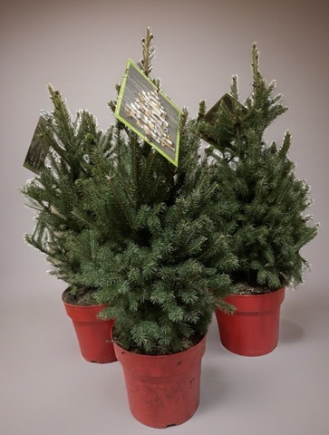 Ель голубая сербская