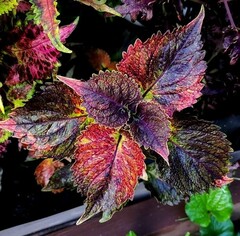 Богемия колеус КСР