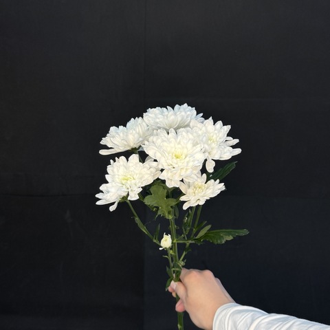 Хризантема кустовая Белая / 1 шт