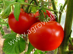 Томат в кассете 6 ячеек