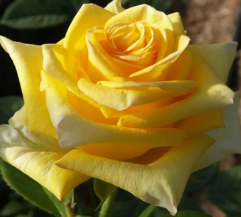 Роза чайно-гибридная Дежавю