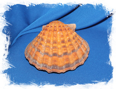 Морская раковина Львиная Лапа, Sea shell Nodipecten nodosus
