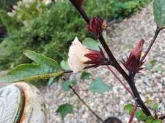 Teofrast Каркадэ Гибискус сабдарифа Hibiscus sabdariffa