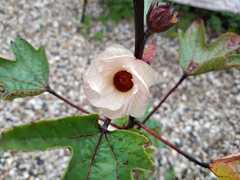 Teofrast Каркадэ Гибискус сабдарифа Hibiscus sabdariffa