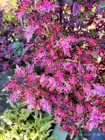 Pink filling Тай колеус