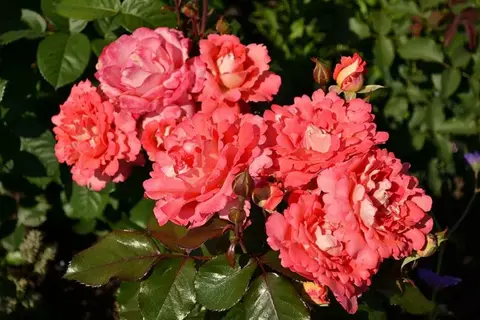 Вайкики(Waikiki)