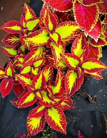 Velvet колеус КСР