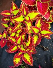 Velvet колеус КСР