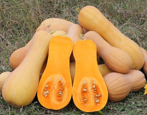 Тыква Баттернат (мускатная)