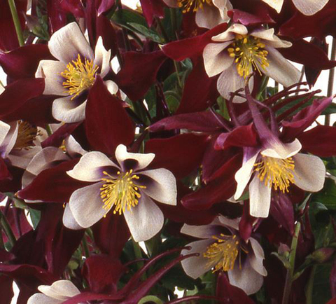 S1213 Аквилегия Swan Burgundy and White 5шт.