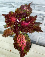 Черничный кекс колеус