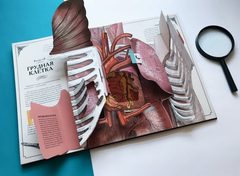 Тело человека. Интерактивная книга-панорама