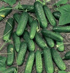 Меренга F1 семена огурца партенокарпического (Seminis / Семинис)