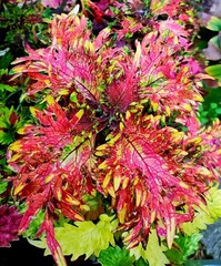 Августин колеус КСР