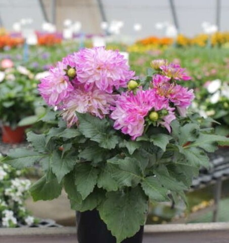 17197 Георгин DARLIN’ Pink Tint (Весна 2026)