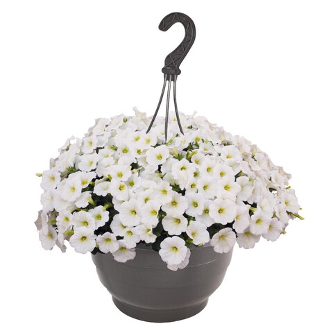 32287 Петуния SWEETUNIA WHITE (ВЕСНА 2025)
