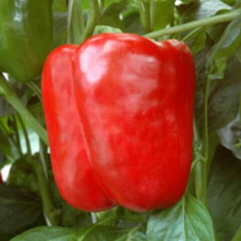 Перец Геракл