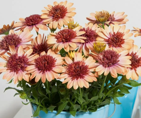 27118 Остеоспермум 3D Orange (Весна 2026)