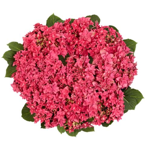 Гортензия крупнолистная (Macrophylla) Francy Hot Pink 9 шт.