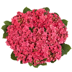 Гортензия крупнолистная (Macrophylla) Francy Hot Pink 9 шт.