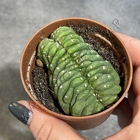 Трихоцереус Паханой Кристата d7