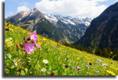 Постер "Austrian Alps"