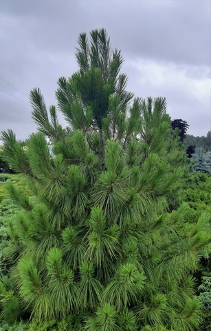 Teofrast Сосна веймутова Pinus strobus