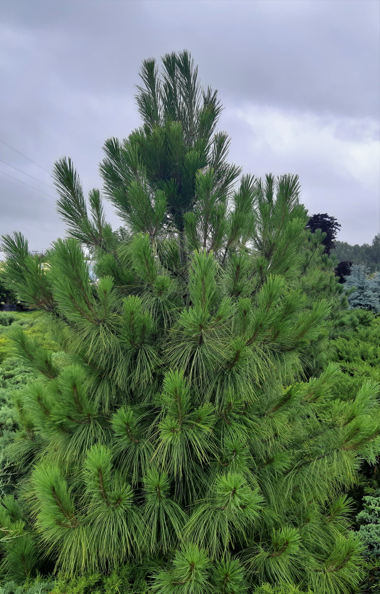 Сосна веймутова Pinus strobus