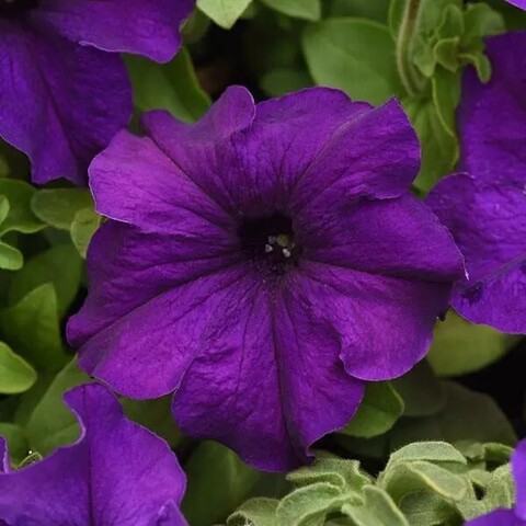 S60251 Петуния Supercascade Blue 10 шт.