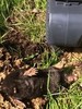 Кротоловка SuperCat Vole Trap