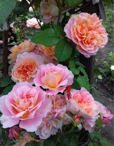 Зе Импрессионист (The Impressionist)