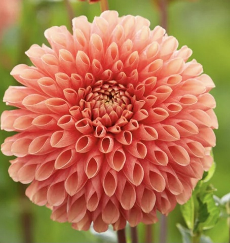 Георгин Джовей Линда (Jowey Linda)