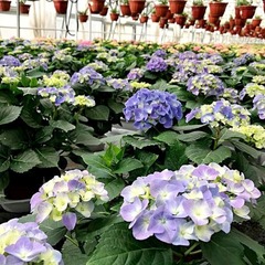 Hydrangea Early Blue